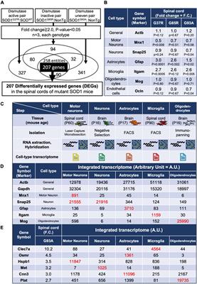 Comprehensive expression analysis with cell-type-specific transcriptome in ALS-linked mutant SOD1 mice: Revisiting the active role of glial cells in disease